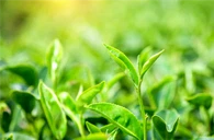 Gallate d'épigallocatéchine (EGCG)