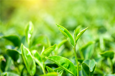Gallate d'épigallocatéchine (EGCG)